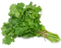 cilantro comun 