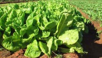 lechuga
