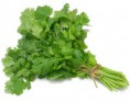 cilantro comun 