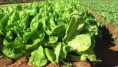 lechuga